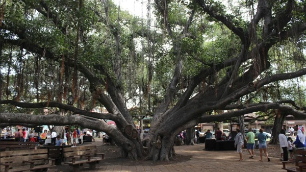 Cây đa vào năm 2018. Ảnh: Jennifer McDermott/ AP.
