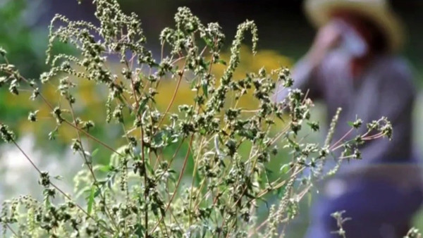Mùa phấn hoa kéo dài hơn so với trước đây. Ảnh: NBC News. Mùa phấn hoa kéo dài hơn so với trước đây. Ảnh: NBC News.