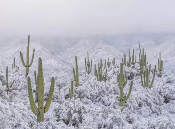 Tuyết phủ trắng sa mạc nóng nhất Bắc Mỹ. Ảnh: Jack Dykinga/ Nature Picture Library. Tuyết phủ trắng sa mạc nóng nhất Bắc Mỹ. Ảnh: Jack Dykinga/ Nature Picture Library.