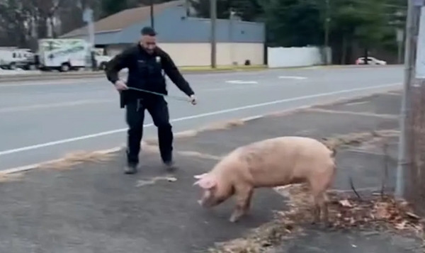 So với &quot;mặt bằng chung&quot; của loài heo thì chú heo Einswine được cho là chạy rất nhanh. Ảnh: Sở Cảnh sát Deptford.