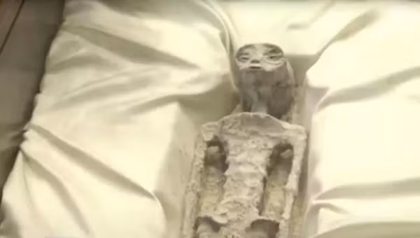 Một trong hai hài cốt hóa thạch "không phải của người Trái Đất" được đưa ra ở Mexico. Ảnh: ANCalerts. Một trong hai hài cốt hóa thạch "không phải của người Trái Đất" được đưa ra ở Mexico. Ảnh: ANCalerts.