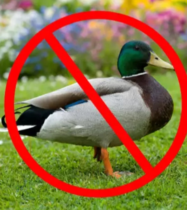 Con vịt sẽ không phải là nỗi bực mình của những người hay bị iPhone sửa từ nữa. Ảnh: Alamy.