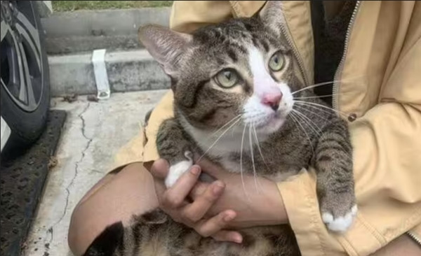 Mèo chỉ bị gãy 2 cái móng chân sau vụ việc nó gây ra. Ảnh: Apiwat Toyothaka. Mèo chỉ bị gãy 2 cái móng chân sau vụ việc nó gây ra. Ảnh: Apiwat Toyothaka.