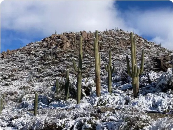 Một du khách cũng chụp được hình ảnh có tuyết ở Sa mạc Sonoran. Ảnh: C.A. Griffin. Một du khách cũng chụp được hình ảnh có tuyết ở Sa mạc Sonoran. Ảnh: C.A. Griffin.