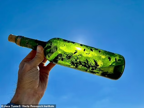 Các "chai phù thủy" có thể chứa những thứ khác nhau, tùy mục đích là để chống lại kiểu "lời nguyền" nào. Ảnh: Học viện Nghiên cứu Harte. Các "chai phù thủy" có thể chứa những thứ khác nhau, tùy mục đích là để chống lại kiểu "lời nguyền" nào. Ảnh: Học viện Nghiên cứu Harte.