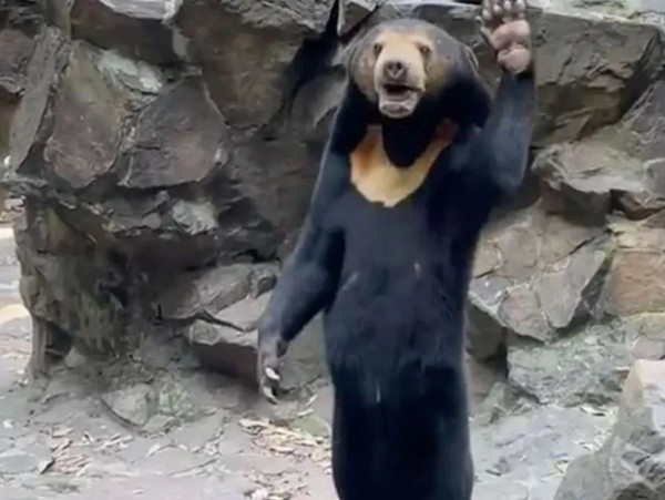 Trong video mới, gấu Angela còn thân thiện vẫy chào khách. Ảnh: Twitter. Trong video mới, gấu Angela còn thân thiện vẫy chào khách. Ảnh: Twitter.