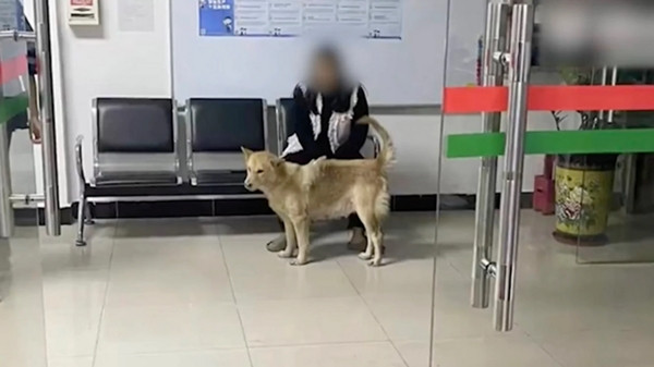 "Đội trưởng bảo vệ" không chỉ được trả lương, mà còn được nuôi ăn. Ảnh: Douyin.