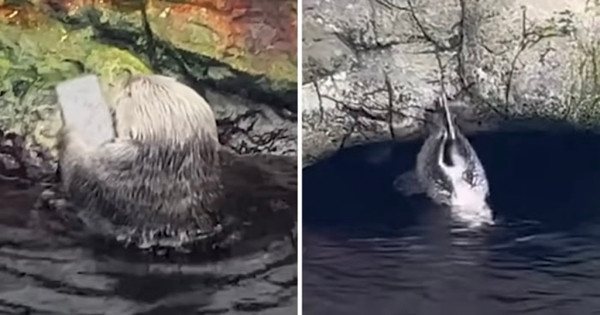 Con rái cá đập iPhone vào tảng đá hết lần này đến lần khác. Ảnh: News. Con rái cá đập iPhone vào tảng đá hết lần này đến lần khác. Ảnh: News.