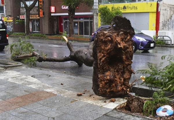 Cây bật gốc ở Okinawa (Nhật Bản) vào ngày 2/8 do bão Khanun. Ảnh: Kyodo. Cây bật gốc ở Okinawa (Nhật Bản) vào ngày 2/8 do bão Khanun. Ảnh: Kyodo.