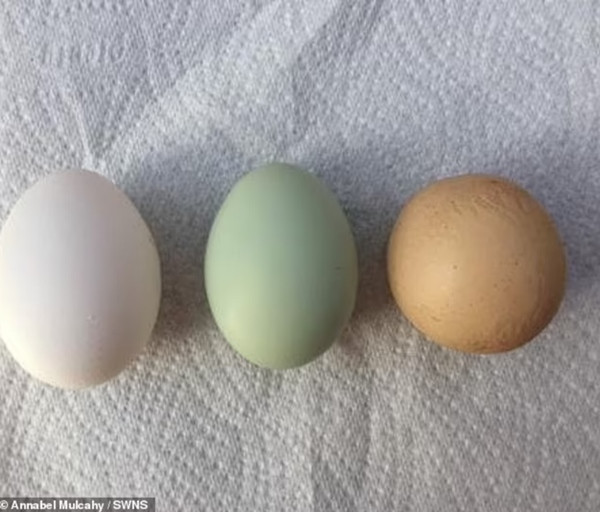 Đúng là sự khác biệt tạo nên giá trị! Ảnh: Annabel Mulcahy/ SWNS. Đúng là sự khác biệt tạo nên giá trị! Ảnh: Annabel Mulcahy/ SWNS.