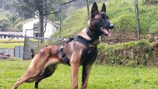 Chú chó nghiệp vụ Wilson. Ảnh: National Army of Colombia. Chú chó nghiệp vụ Wilson. Ảnh: National Army of Colombia.