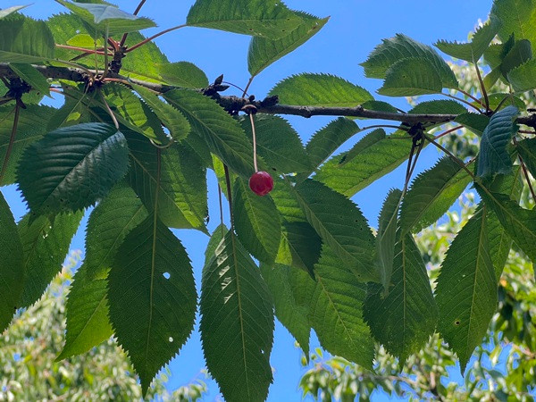 National Trust cập nhật tình trạng vườn anh đào: Họ tìm thấy đúng một quả còn lại. Ảnh: Cotehele - National Trust. National Trust cập nhật tình trạng vườn anh đào: Họ tìm thấy đúng một quả còn lại. Ảnh: Cotehele - National Trust.