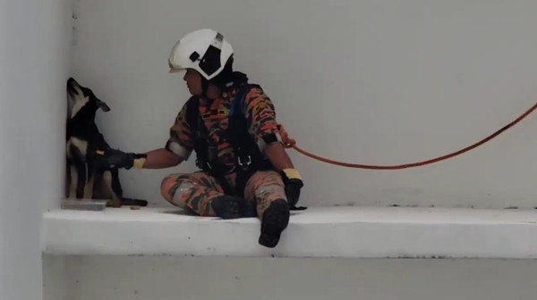 Chú chó nhất định vênh mặt quay đi. Ảnh: Facebook. Chú chó nhất định vênh mặt quay đi. Ảnh: Facebook.