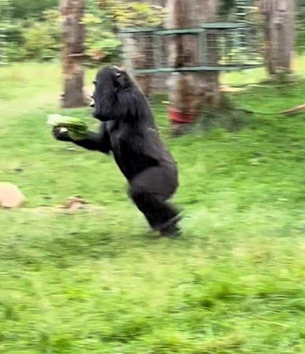 Đang ăn cũng không được yên. Ảnh: The Independent. Đang ăn cũng không được yên. Ảnh: The Independent.