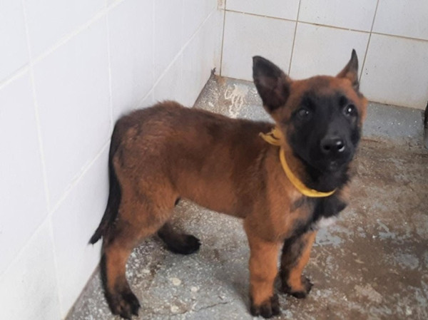 Wilson lớn lên cùng với con người, không thể nói là nó nhớ môi trường hoang dã. Ảnh: Ingenieros Militares. Wilson lớn lên cùng với con người, không thể nói là nó nhớ môi trường hoang dã. Ảnh: Ingenieros Militares.