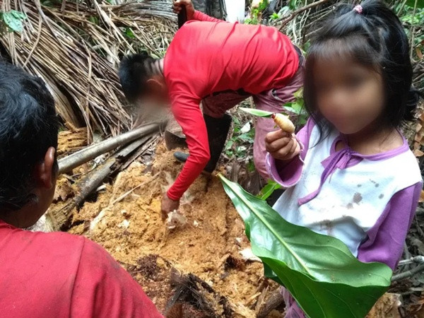 Một bé gái bản địa đang tìm những ấu trùng ăn được. Ảnh: Eliran Arazi.