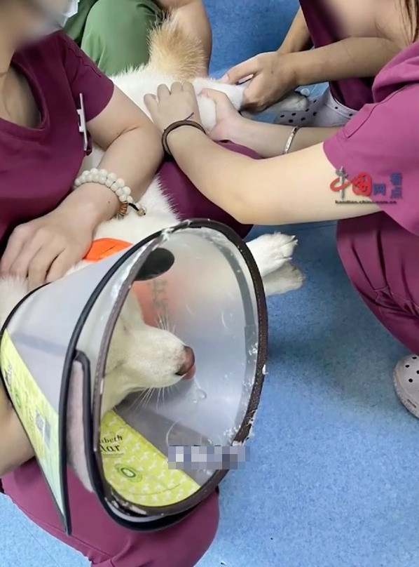 Chú chó được điều trị tại bệnh viện. Ảnh: Weibo. Chú chó được điều trị tại bệnh viện. Ảnh: Weibo.