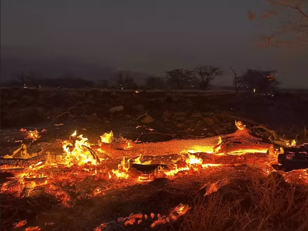 Gió mạnh do ảnh hưởng của bão Dora là một yếu tố làm cháy rừng ở Hawaii lan nhanh. Ảnh: Ty O'Neil/ AP.
