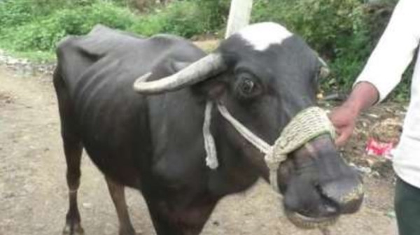 Thủ phạm ăn mất sợi dây chuyền. Ảnh: ANI. Thủ phạm ăn mất sợi dây chuyền. Ảnh: ANI.