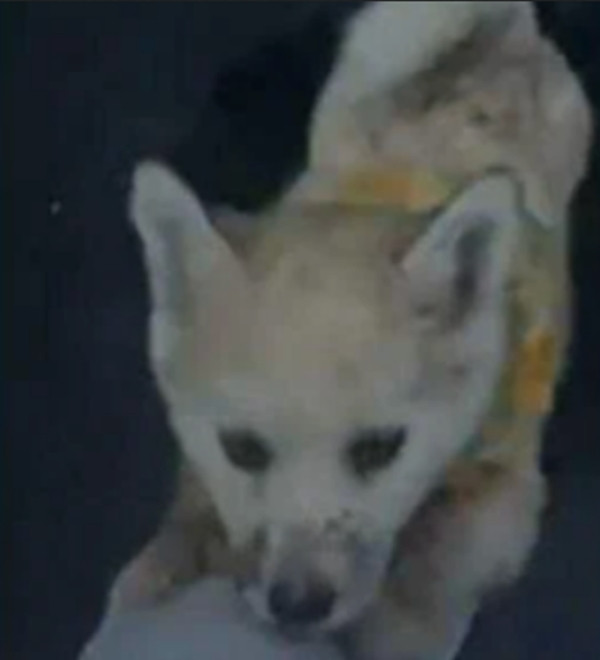 Chú chó hoang mà cô Trương gặp. Ảnh: Dushi Shibao.