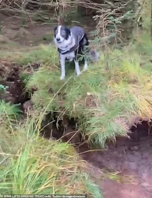 Chú chó không hiểu chuyện gì đang xảy ra. Ảnh: David Nugent-Malone. Chú chó không hiểu chuyện gì đang xảy ra. Ảnh: David Nugent-Malone.