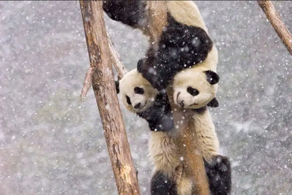 Gấu trúc gắn bó với bạn bè hơn chúng ta tưởng. Ảnh: Juan-Carlos Munoz/ FLPA.