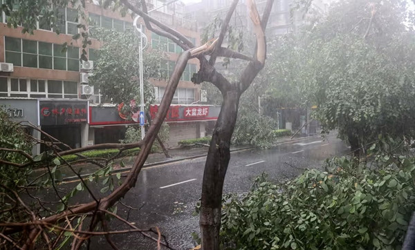 Một cái cây bị bão Doksuri quật gãy tại Hạ Môn (tỉnh Phúc Kiến, Trung Quốc). Ảnh: AFP/ Getty. Một cái cây bị bão Doksuri quật gãy tại Hạ Môn (tỉnh Phúc Kiến, Trung Quốc). Ảnh: AFP/ Getty.