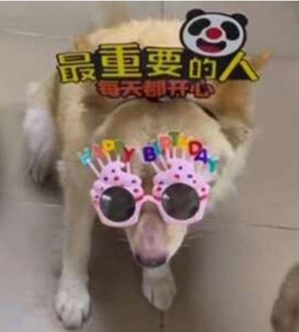 "Nhân viên" này được cả công ty yêu quý. Ảnh: Douyin.