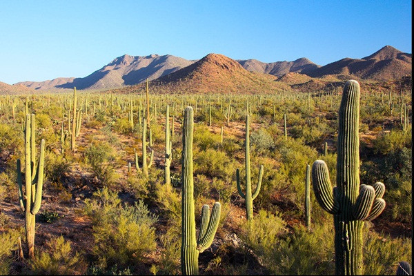Bình thường, Sa mạc Sonoran rất khô và nóng. Ảnh: Saguaro National Park. Bình thường, Sa mạc Sonoran rất khô và nóng. Ảnh: Saguaro National Park.