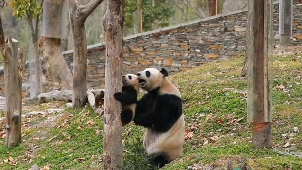 Mẹ đỡ được con rồi! Ảnh: CCRCGP. Mẹ đỡ được con rồi! Ảnh: CCRCGP.