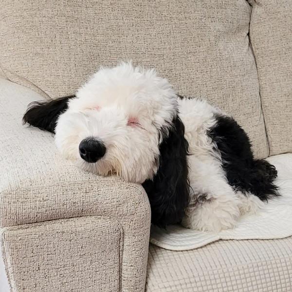 Rất lười nhưng cũng rất xinh. Ảnh: Instagram. Rất lười nhưng cũng rất xinh. Ảnh: Instagram.