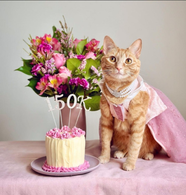 Princess Honey Belle. Ảnh: Nicole Wade. Princess Honey Belle. Ảnh: Nicole Wade.