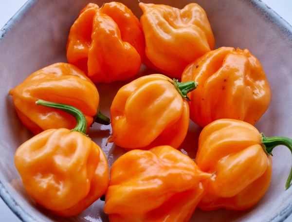 Loại ớt cay của vùng Bahamas mà Thais đã ngửi, một số quả trông hơi giống quả bí đỏ. Ảnh: Pepperscale. Loại ớt cay của vùng Bahamas mà Thais đã ngửi, một số quả trông hơi giống quả bí đỏ. Ảnh: Pepperscale.