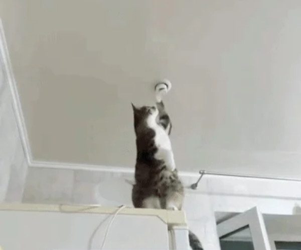 Chú mèo sửa bóng đèn rất chuyên nghiệp. Ảnh: Annezack.