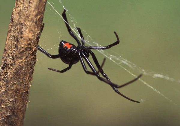 Nhện Góa Phụ Đen. Ảnh: Getty. Nhện Góa Phụ Đen. Ảnh: Getty.