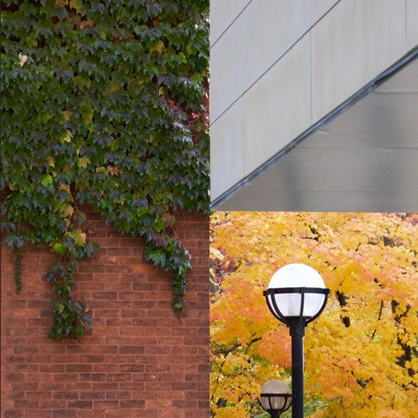 Ảnh chụp ở ĐH Michigan ở Mỹ. Ảnh: Gulo_gulo_/ Reddit.