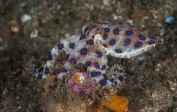 Bạch tuộc đốm xanh là loài cực độc. Ảnh: Getty.