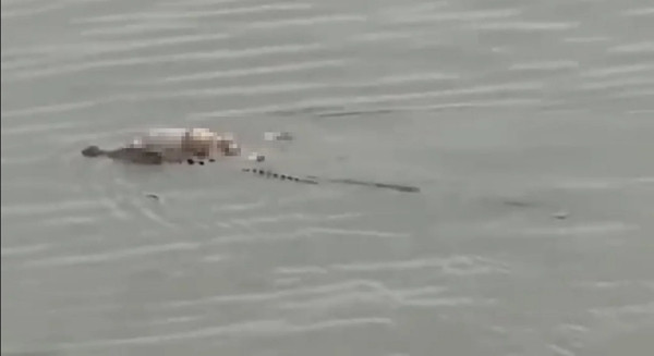 Cá sấu xuất hiện, mang theo thi thể cậu bé mất tích. Ảnh: Stevano.