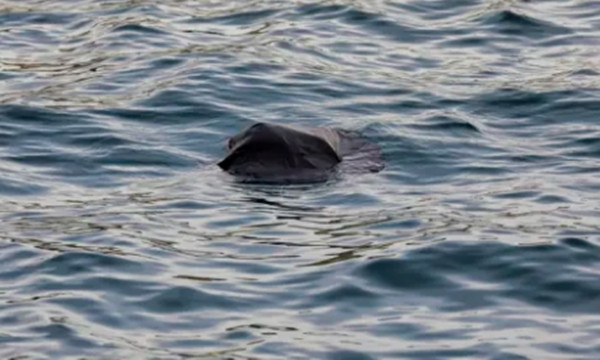 Một chiếc túi rác màu đen là thứ duy nhất anh ta dùng làm phao. Ảnh minh họa: Unsplash.