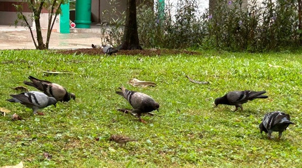 Nhiều học sinh gặp khó khăn với bài thi tiếng Trung có chủ đề về sự đông đúc quá mức của chim bồ câu ở Singapore. Ảnh minh họa: MSN. Nhiều học sinh gặp khó khăn với bài thi tiếng Trung có chủ đề về sự đông đúc quá mức của chim bồ câu ở Singapore. Ảnh minh họa: MSN.