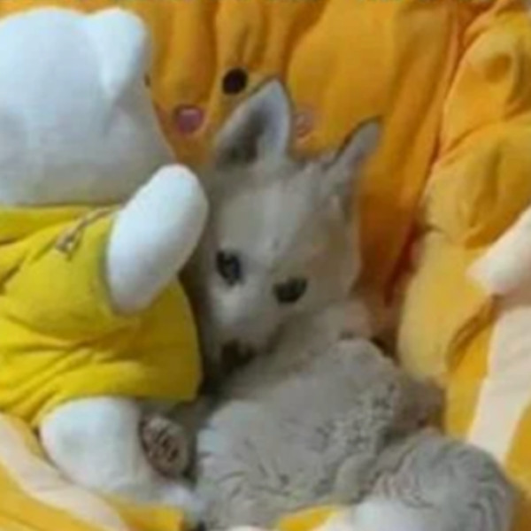 Giờ thì cả chó và gấu bông đều đang ở nhà cô Trương. Ảnh: Dushi Shibao.