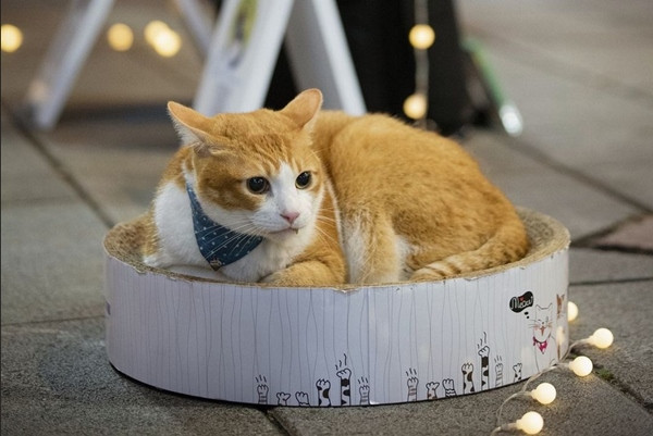 Một hình ảnh dễ thương của Fat New. Ảnh: Instagram. Một hình ảnh dễ thương của Fat New. Ảnh: Instagram.