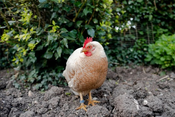 Hóa ra "nhẫn" của bà thực ra là cái vòng đeo ở chân gà. Ảnh: Chicken and Chicks Info.