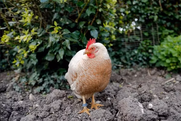 Hóa ra "nhẫn" của bà thực ra là cái vòng đeo ở chân gà. Ảnh: Chicken and Chicks Info. Hóa ra "nhẫn" của bà thực ra là cái vòng đeo ở chân gà. Ảnh: Chicken and Chicks Info.