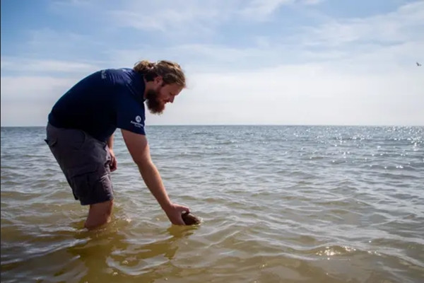 Con nghêu đã được trả tự do. Ảnh: Tallahassee Democrat.