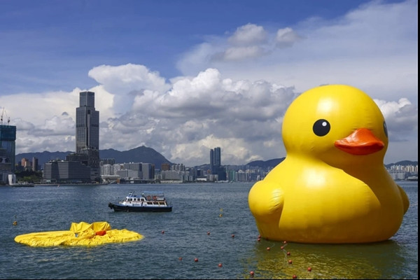 Được đúng một ngày thì một chú vịt đã "hết hơi". Ảnh: Dickson Lee. Được đúng một ngày thì một chú vịt đã "hết hơi". Ảnh: Dickson Lee.