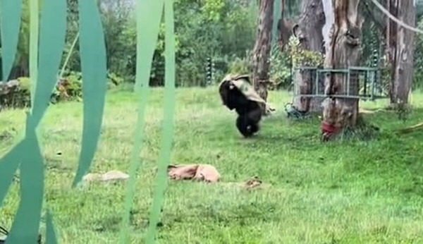 Cái áo lâu lắm mới có dịp dùng. Ảnh: The Independent. Cái áo lâu lắm mới có dịp dùng. Ảnh: The Independent.