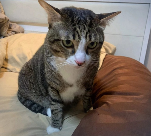 Mặt rất "lì". Ảnh: The Nation. Mặt rất "lì". Ảnh: The Nation.