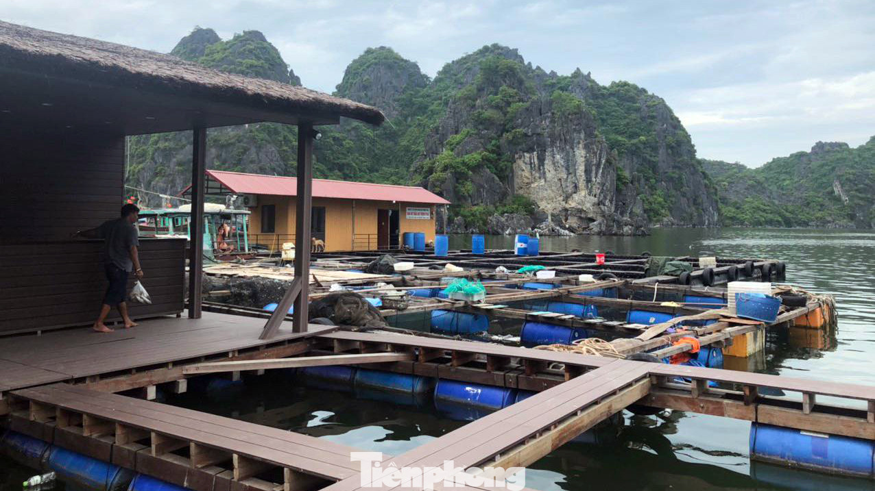 Đồng thời, vận động ngư dân khẩn trương gia cố lồng bè nuôi trồng thủy hải sản trên các vịnh thuộc quần đảo Cát Bà.