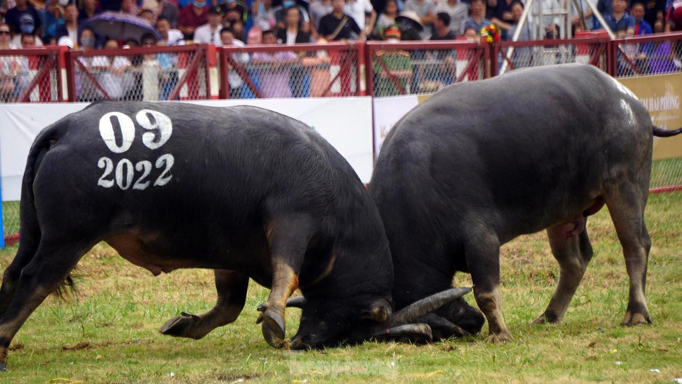 Lễ hội chọi trâu Đồ Sơn 2022 thu hút hàng vạn khán giả, người dân, du khách tới xem. Lễ hội chọi trâu Đồ Sơn 2022 thu hút hàng vạn khán giả, người dân, du khách tới xem.